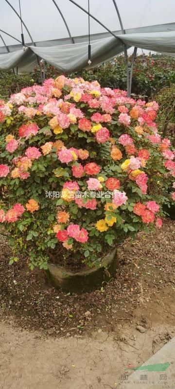 歐月球基地實拍批發(fā)零售規(guī)格齊全枝葉茂盛