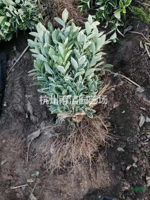 苗圃直銷各類小苗 金邊黃楊秧苗 大葉黃楊秧苗 海桐秧苗 女貞秧苗等各類秧苗小苗
