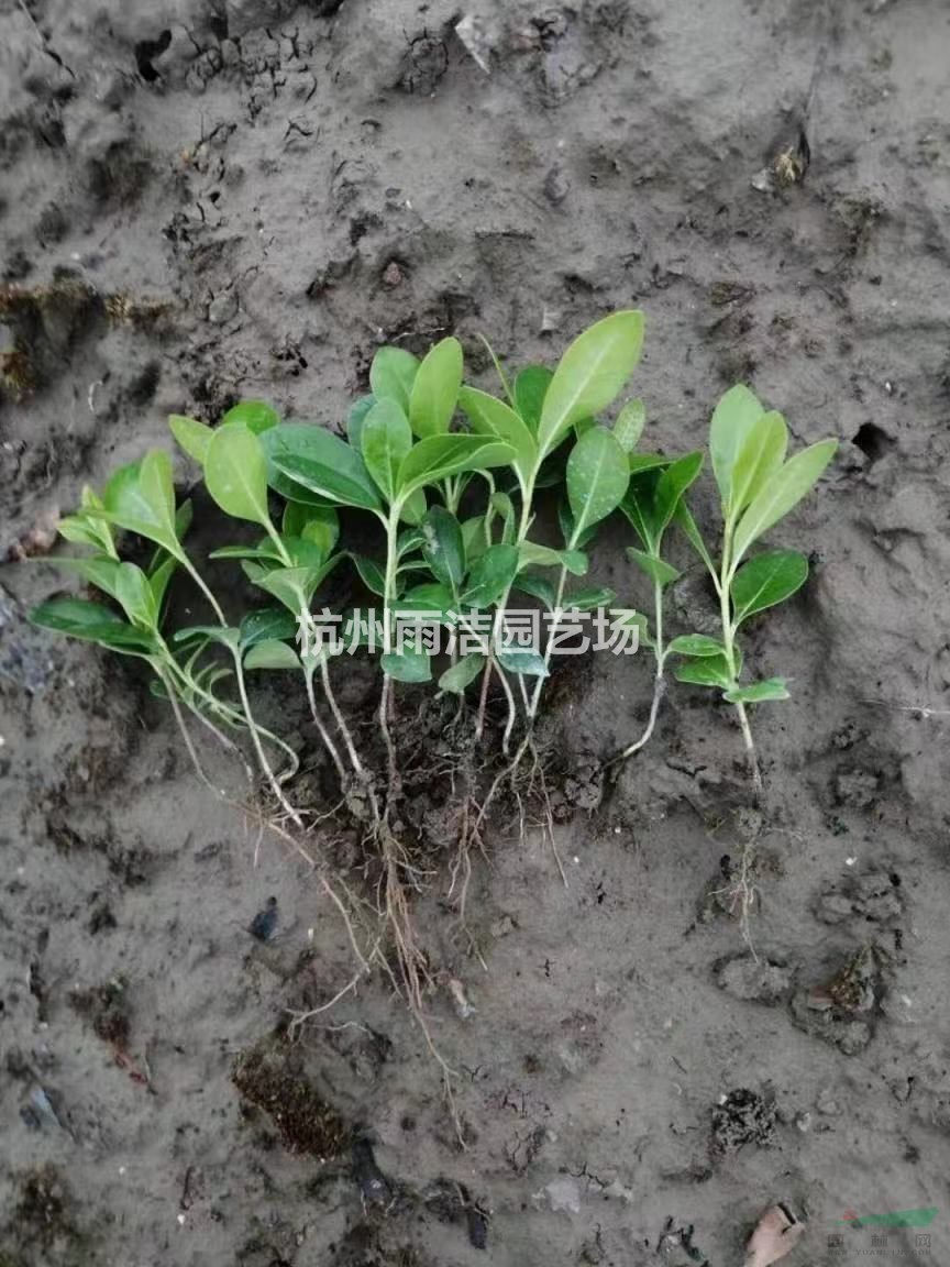 苗圃直銷各類小苗 金邊黃楊秧苗 大葉黃楊秧苗 海桐秧苗 女貞秧苗等各類秧苗小苗