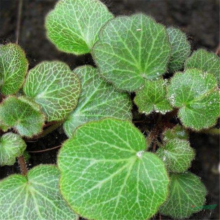 苗圃出售 虎耳草 石荷葉 金線吊芙蓉 庭院陽臺(tái)盆栽植物 根系發(fā)達(dá)易成活  歡迎訂購