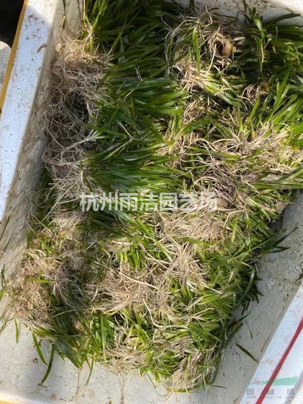 大量供應(yīng)苦草 黑藻 矮生苦草 矮苦草