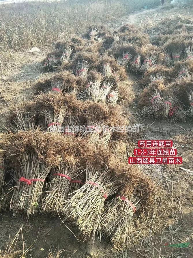 1年连翘苗价格！！出售0.3-0.5-0.8公分大果连翘苗