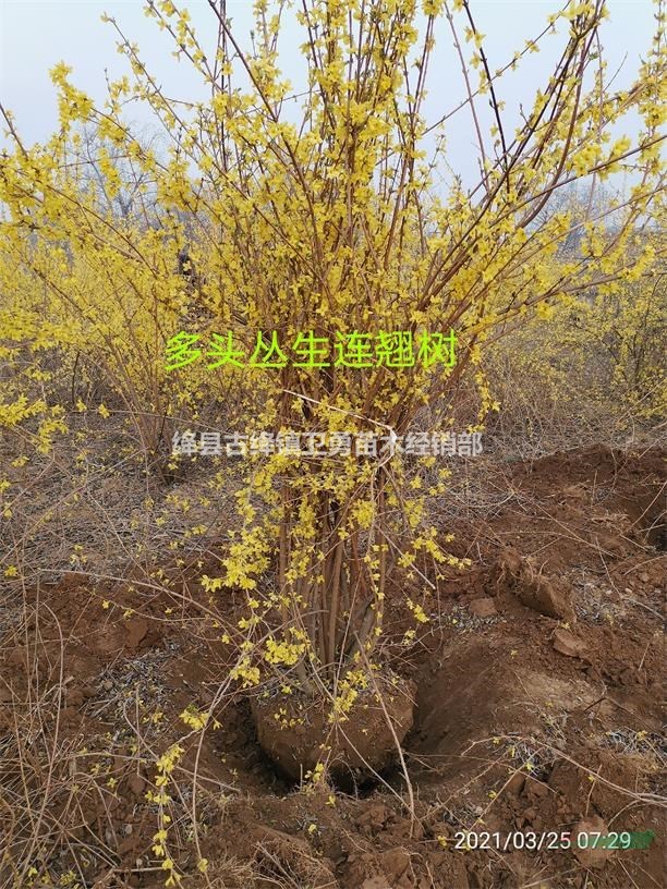 1年连翘苗价格！！出售0.3-0.5-0.8公分大果连翘苗