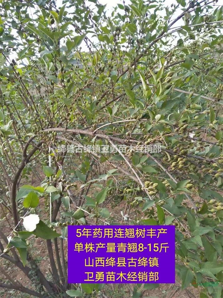 1年连翘苗价格！！出售0.3-0.5-0.8公分大果连翘苗