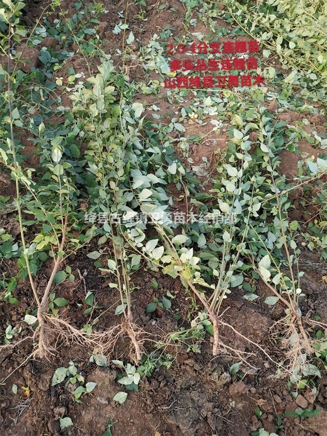 1年药用连翘苗产地 ==当年0.3-0.4-0.5公分连翘苗农户直销