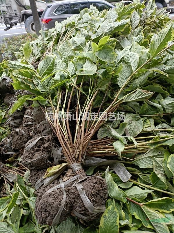 萧山供应：红王子：花叶绵带地苗：小杯苗：毛球工程苗