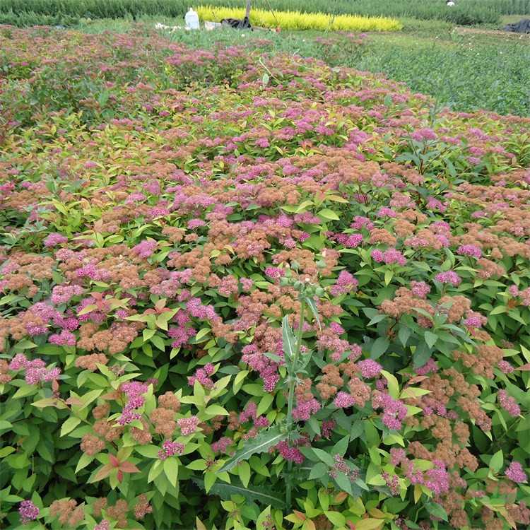 批發(fā)紅花繡線菊杯苗 適應性強 庭院花園風景花苗 綠化工程苗四季種植 根系發(fā)達好成活 粉花繡線菊杯苗