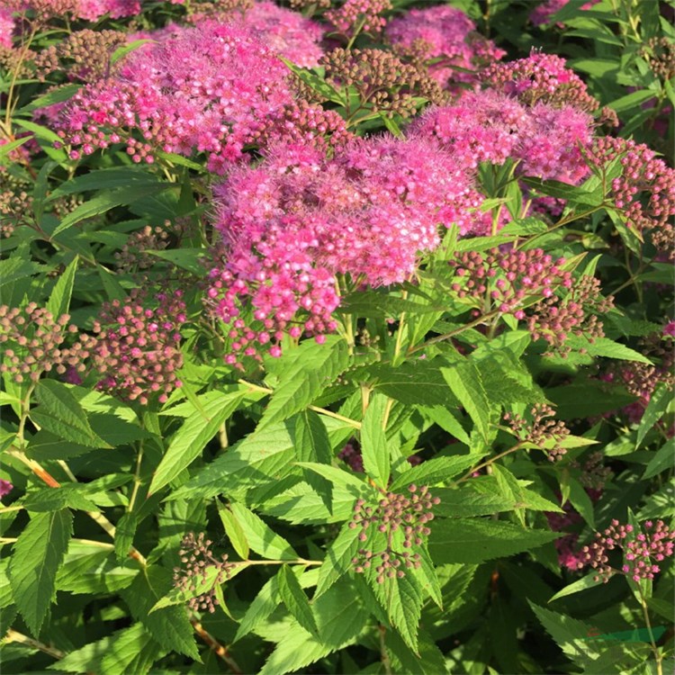 批發(fā)紅花繡線菊杯苗 適應性強 庭院花園風景花苗 綠化工程苗四季種植 根系發(fā)達好成活 粉花繡線菊杯苗