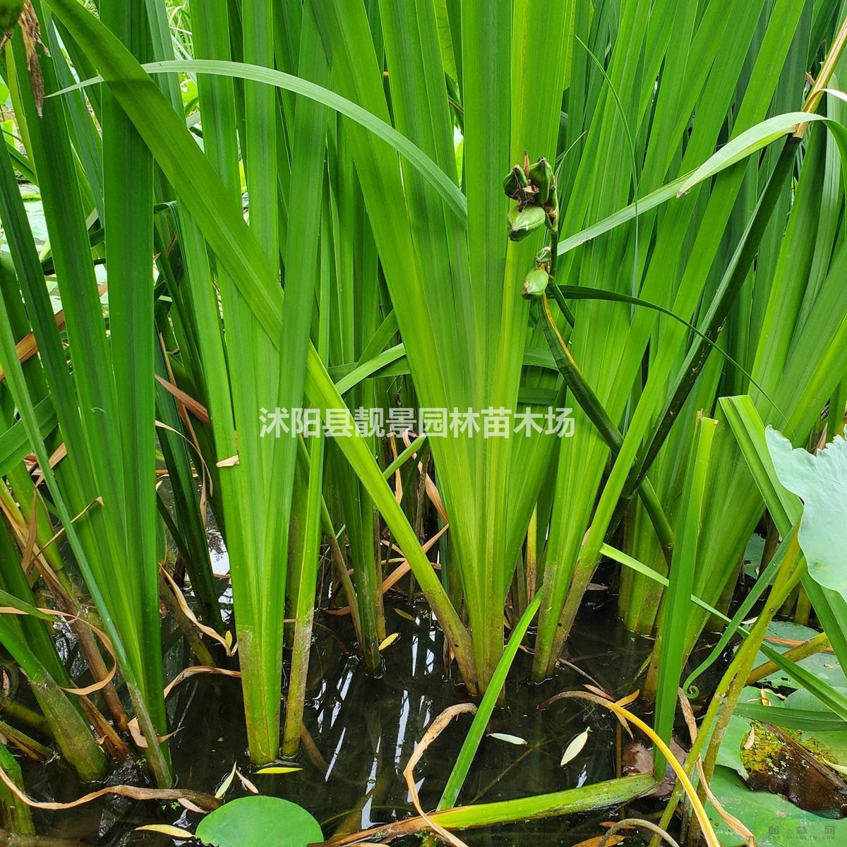 黄菖蒲工程苗 水生菖蒲基地 水体绿化植物