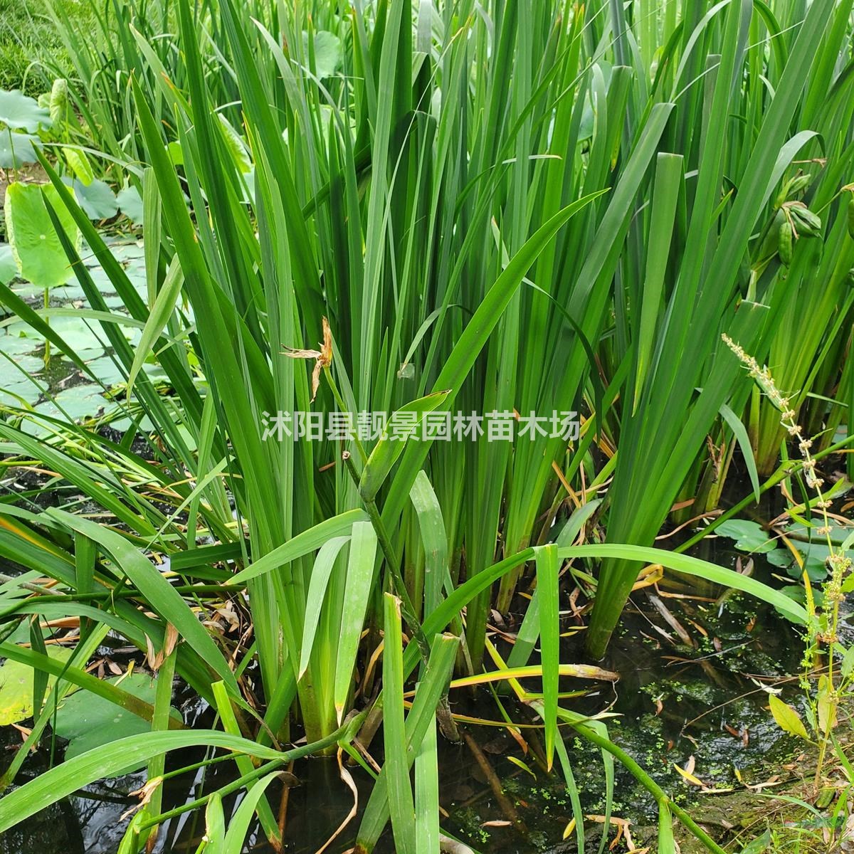 黄菖蒲工程苗 水生菖蒲基地 水体绿化植物