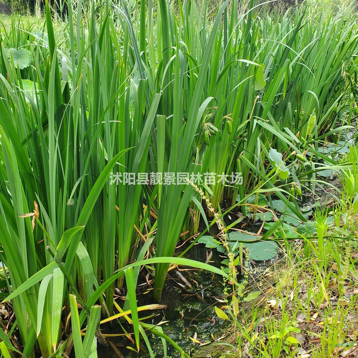 黄菖蒲工程苗 水生菖蒲基地 水体绿化植物