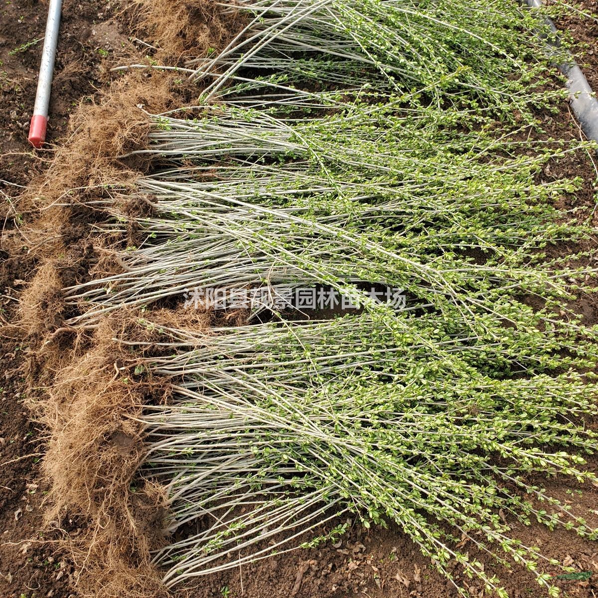 水蜡地栽苗 水蜡多分枝 耐寒花卉植物基地