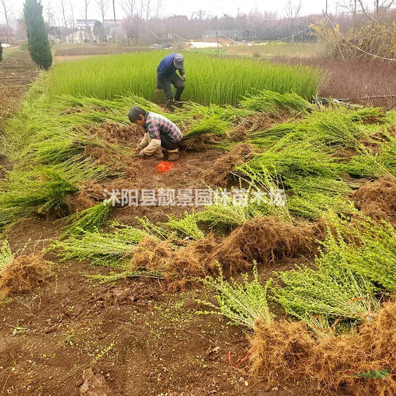 水蜡地栽苗 水蜡多分枝 耐寒花卉植物基地