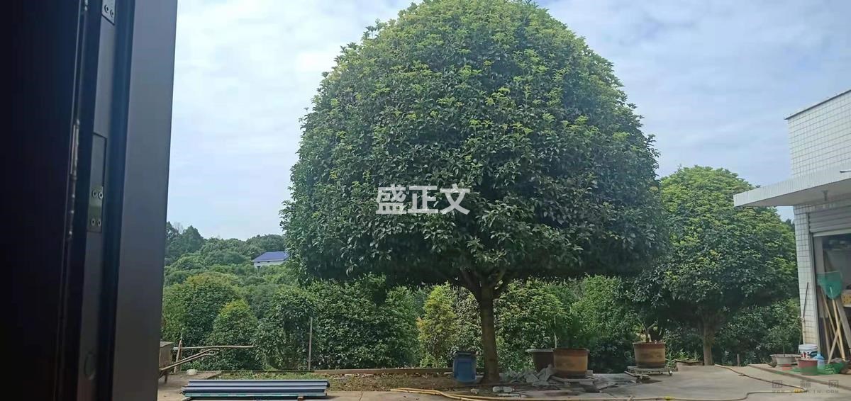 急出!! 诚信低价1000元出售22~23公分精品桂花树一棵，绝对良心卖家，欢迎大家的来电咨询！！