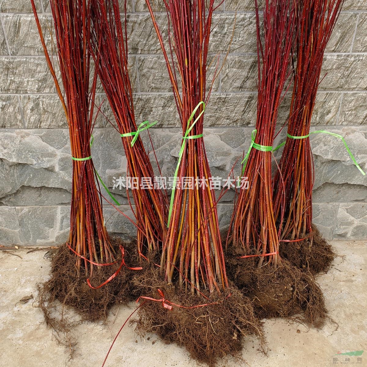 红瑞木地栽苗 多分枝红杆木 红端木园林绿化植物