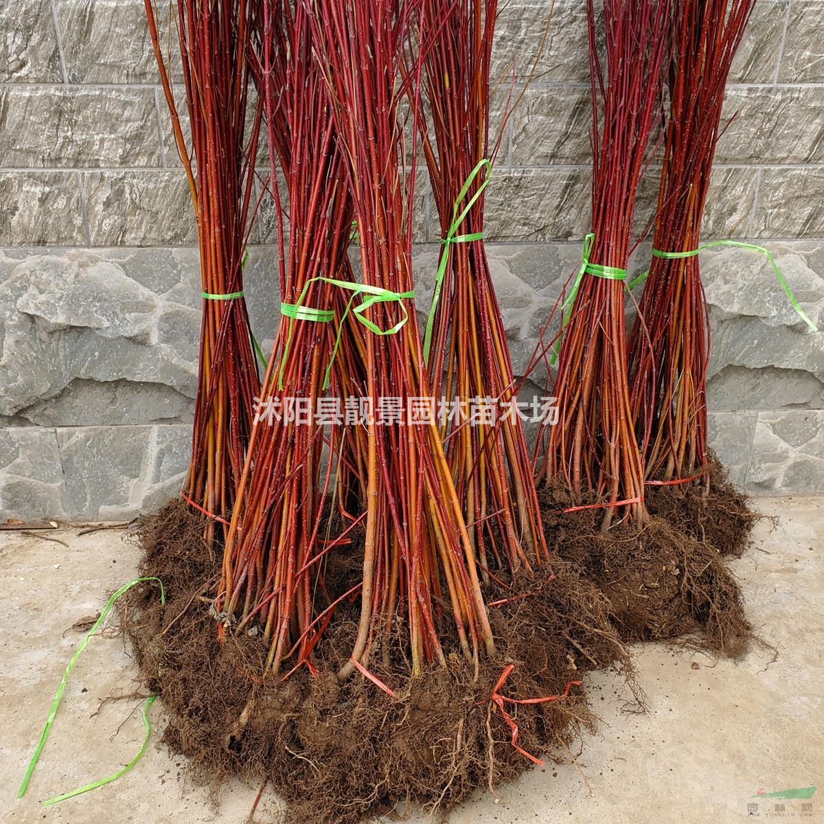 红瑞木地栽苗 多分枝红杆木 红端木园林绿化植物