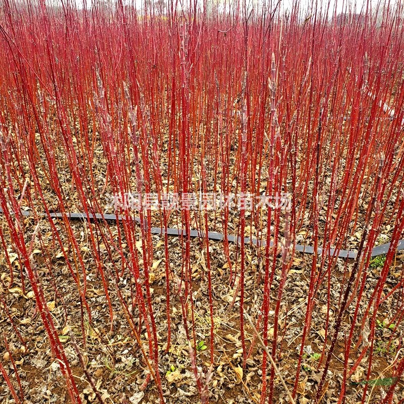 红瑞木地栽苗 多分枝红杆木 红端木园林绿化植物