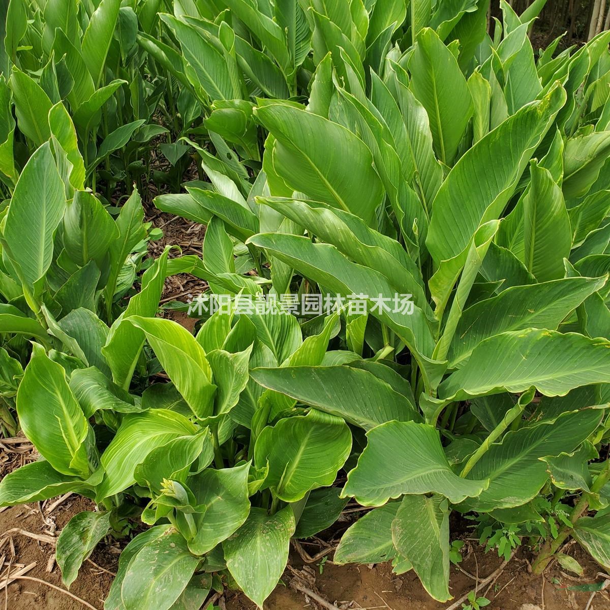 美人蕉杯苗 水生美人蕉红花 水生花卉植物