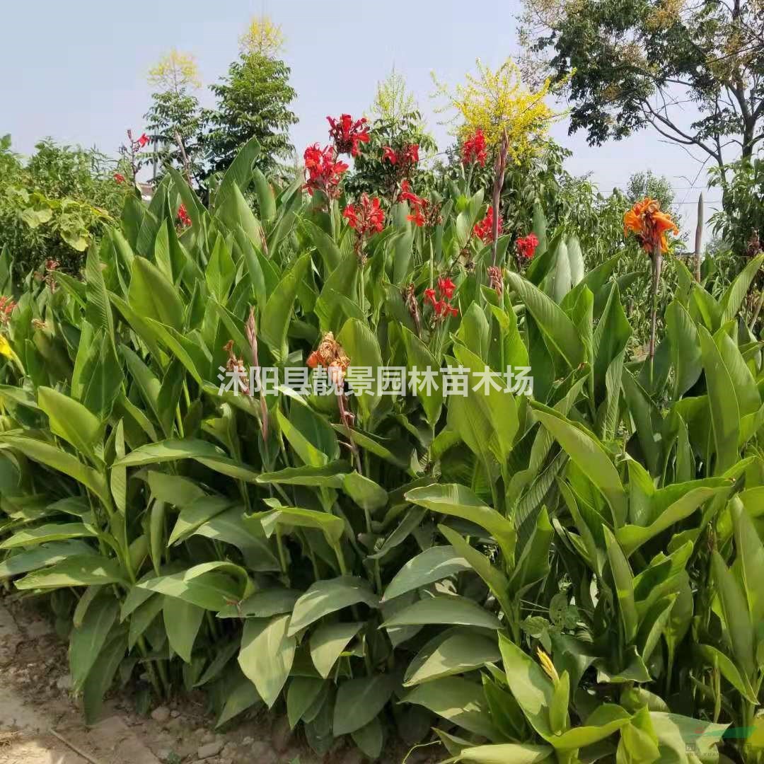 美人蕉杯苗 水生美人蕉红花 水生花卉植物