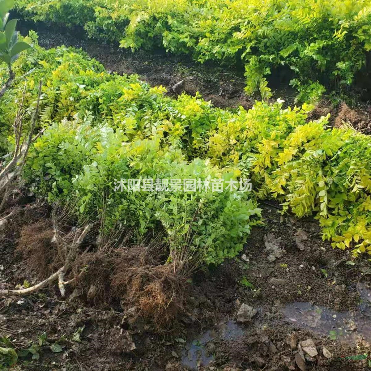 黄叶女贞苗 金叶女贞50公分高 园林绿化植物