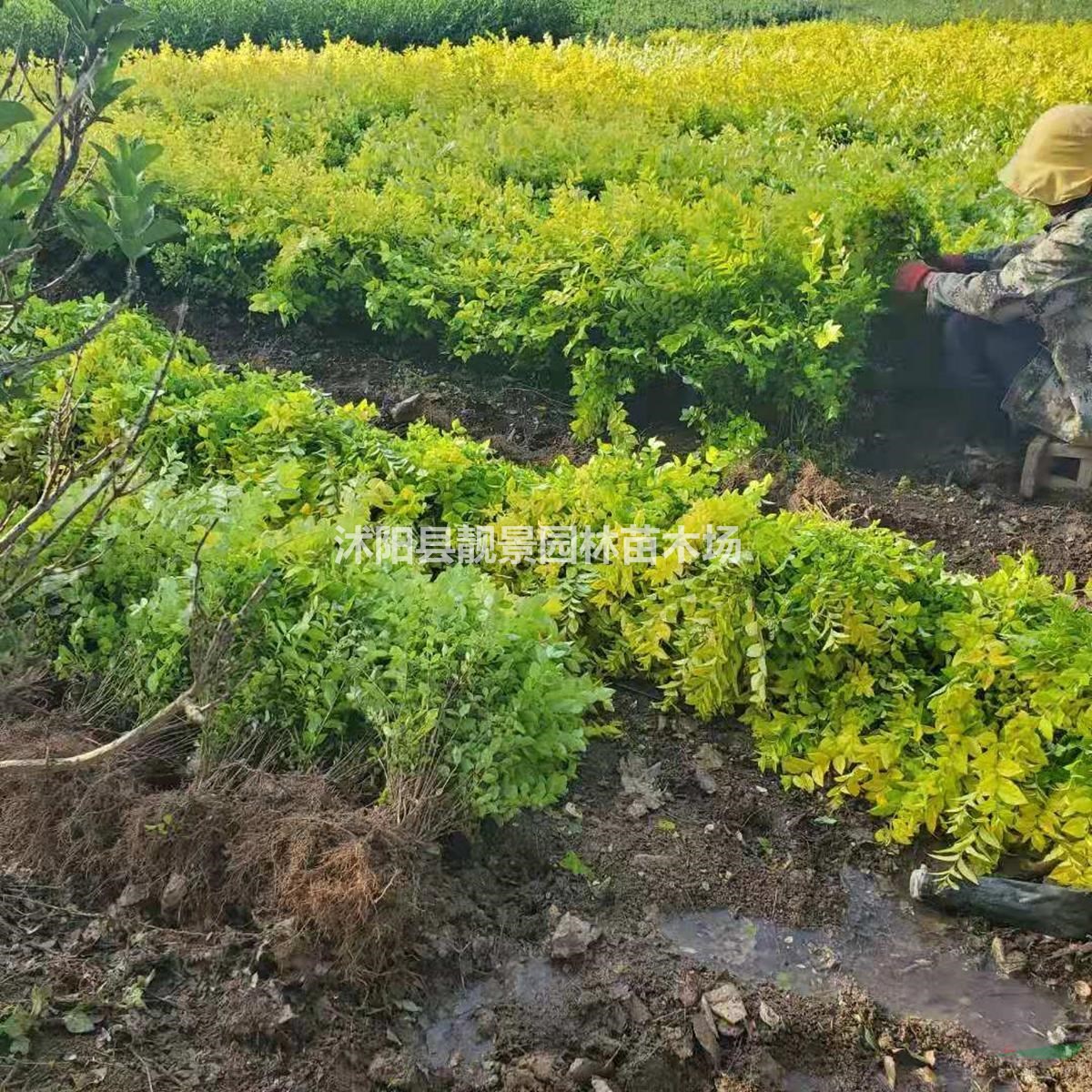 黄叶女贞苗 金叶女贞50公分高 园林绿化植物