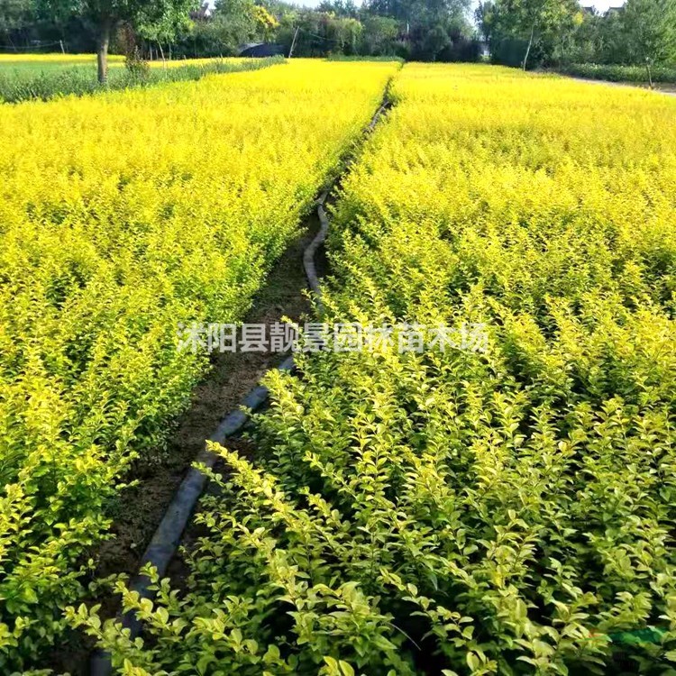 黄叶女贞苗 金叶女贞50公分高 园林绿化植物