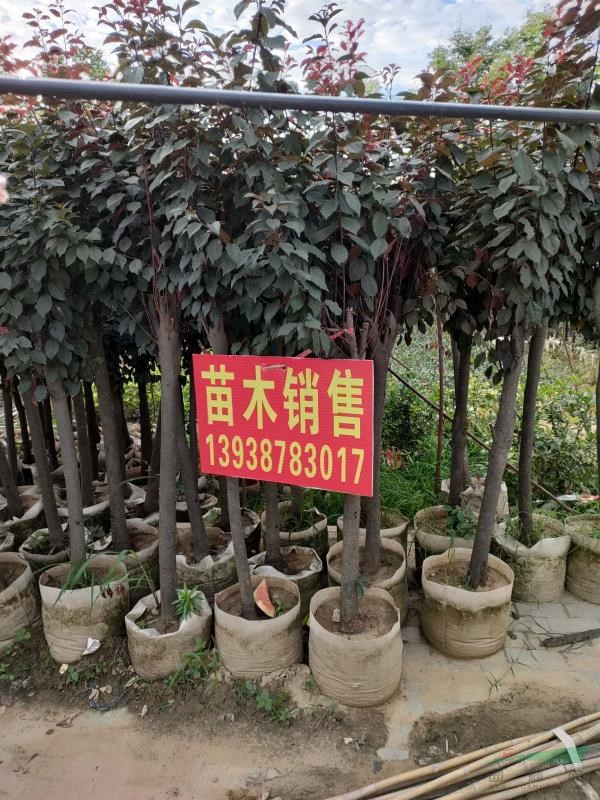 河南鄢陵專供紅葉李