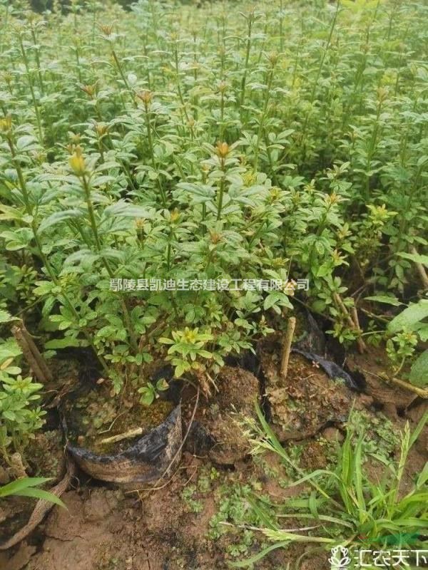 迎春，迎春杯苗