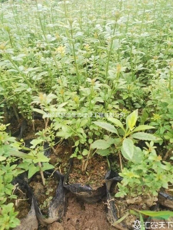 迎春，迎春杯苗