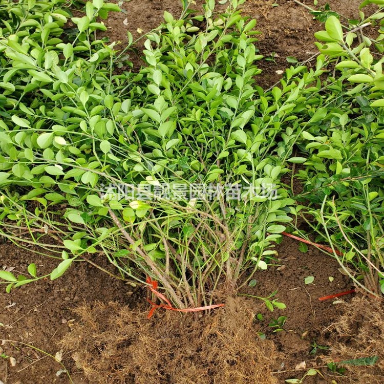 大叶扶芳藤苗 绿化扶芳藤种植基地 绿篱色块苗木