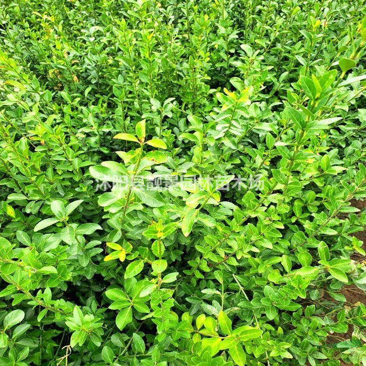 大叶扶芳藤苗 绿化扶芳藤种植基地 绿篱色块苗木