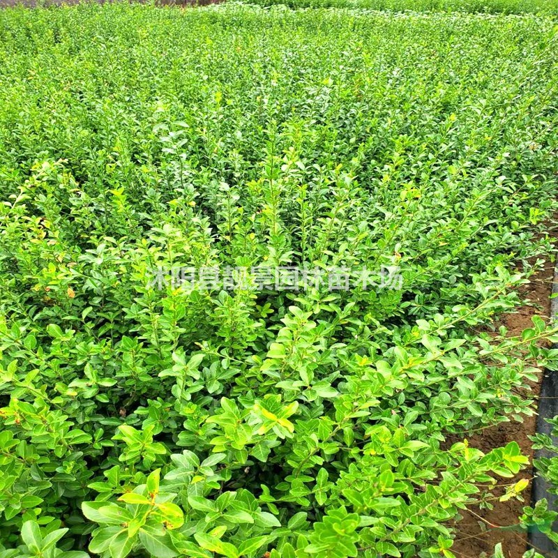 大叶扶芳藤苗 绿化扶芳藤种植基地 绿篱色块苗木