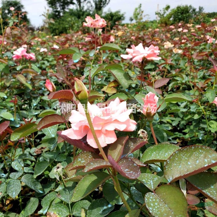 大花灌月苗 月季花种植基地 品种月季花一棵多少钱
