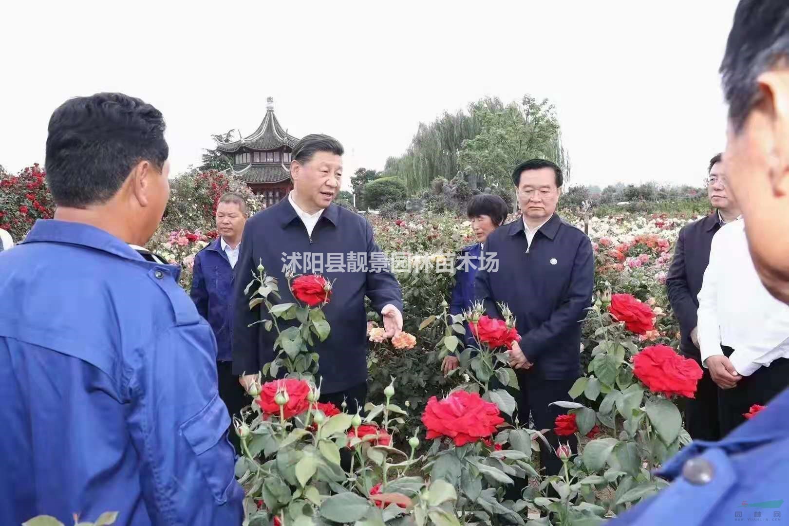 大花灌月苗 月季花种植基地 品种月季花一棵多少钱