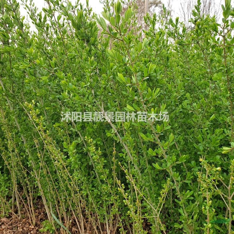 水蜡小苗 绿化用绿叶水蜡多少钱一棵