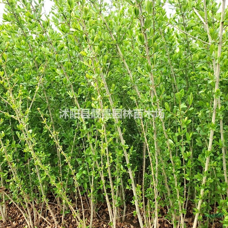 水蜡小苗 绿化用绿叶水蜡多少钱一棵