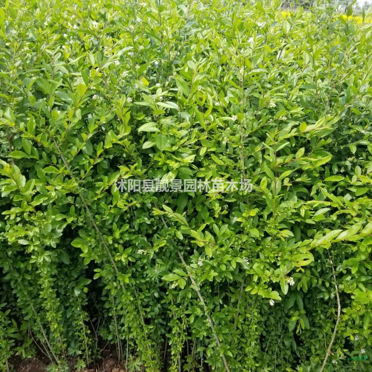 水蜡小苗 绿化用绿叶水蜡多少钱一棵