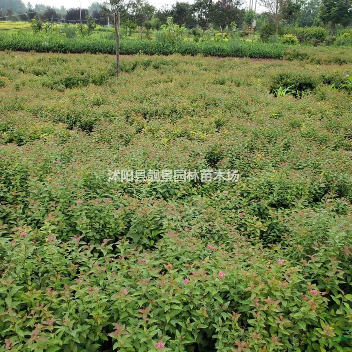 柳叶绣线菊苗 绣线菊基地一棵多少钱