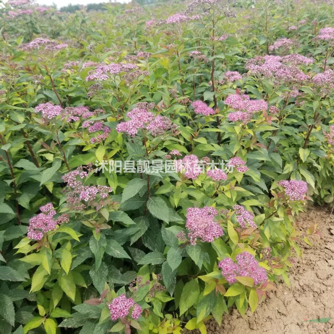 柳叶绣线菊苗 绣线菊基地一棵多少钱