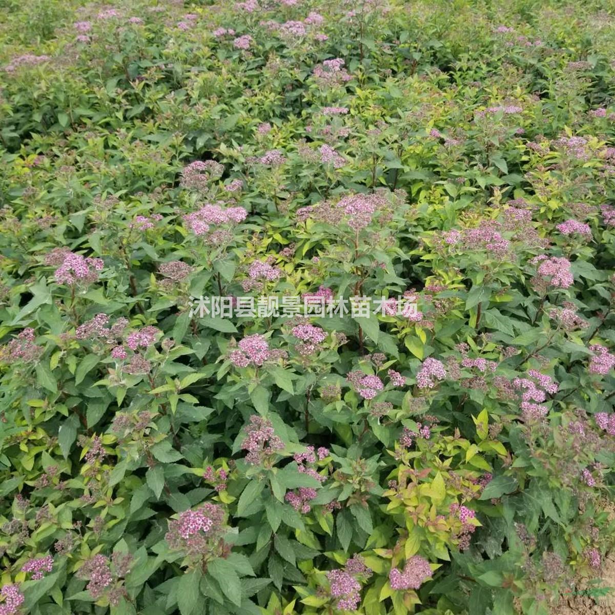 柳叶绣线菊苗 绣线菊基地一棵多少钱