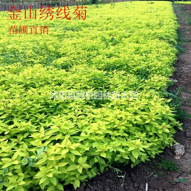 金山绣线菊苗 黄叶绣线菊一棵多少钱