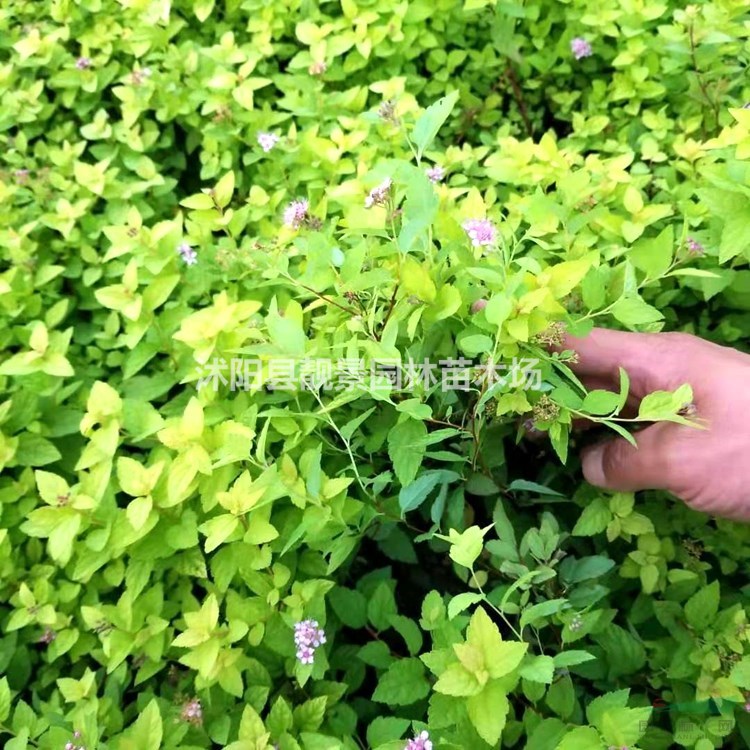 金山绣线菊苗 黄叶绣线菊一棵多少钱