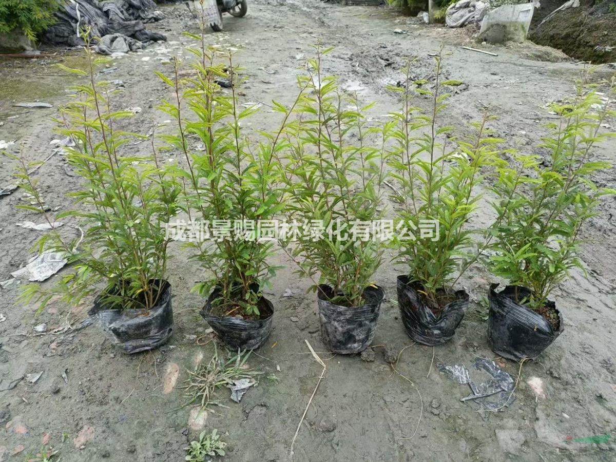香水合歡批發 香水合歡長期供應 香水合歡出售