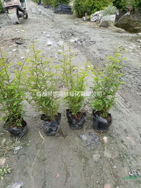 香水合歡批發 香水合歡長期供應 香水合歡出售