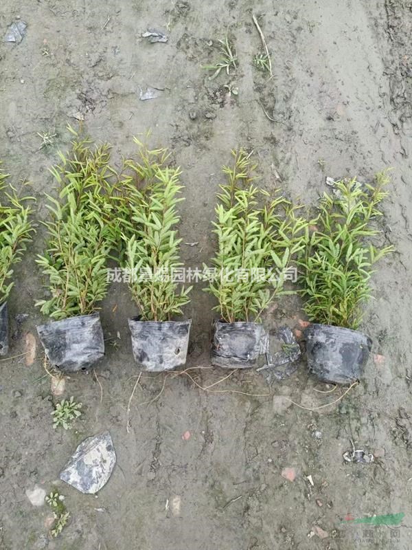 香水合歡批發 香水合歡長期供應 香水合歡出售