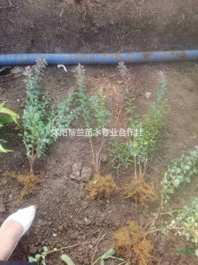 基地常年大量批發(fā)紫葉小波工程苗價優(yōu)物美