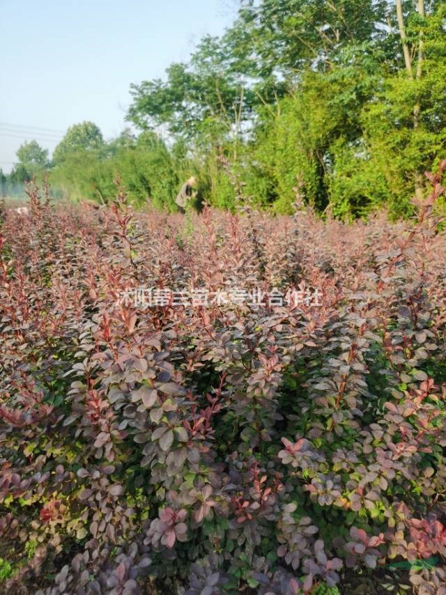 基地常年大量批發(fā)紫葉小波工程苗價優(yōu)物美