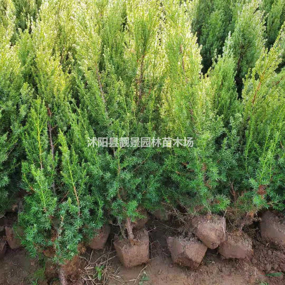 刺松苗基地 刺柏树苗一棵多少钱