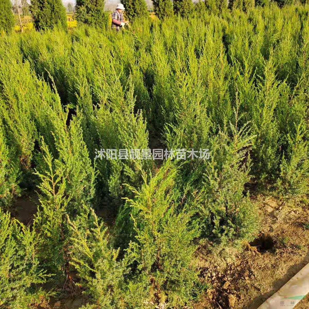 刺松苗基地 刺柏树苗一棵多少钱