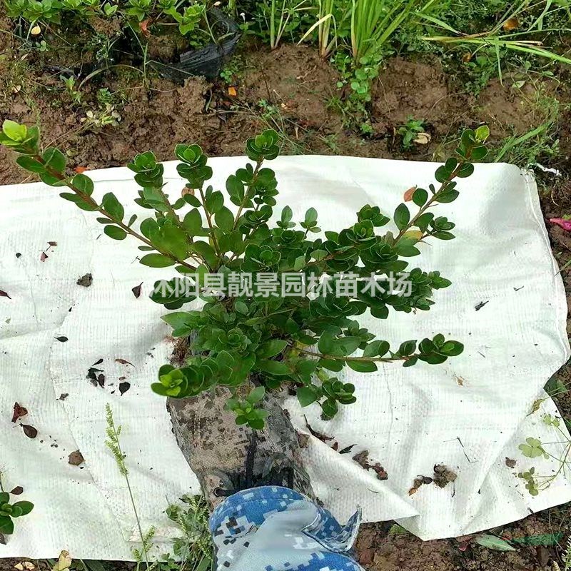 杜娟杯苗 夏娟苗一棵多少钱